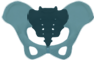 pelvis logo